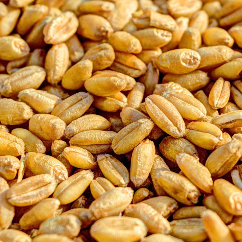 Close-up photo of barley grains.