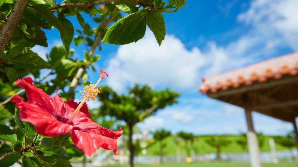 A red hibiscus flower with green leaves, blue sky, white clouds, and a traditional red-tiled roof in Okinawa.