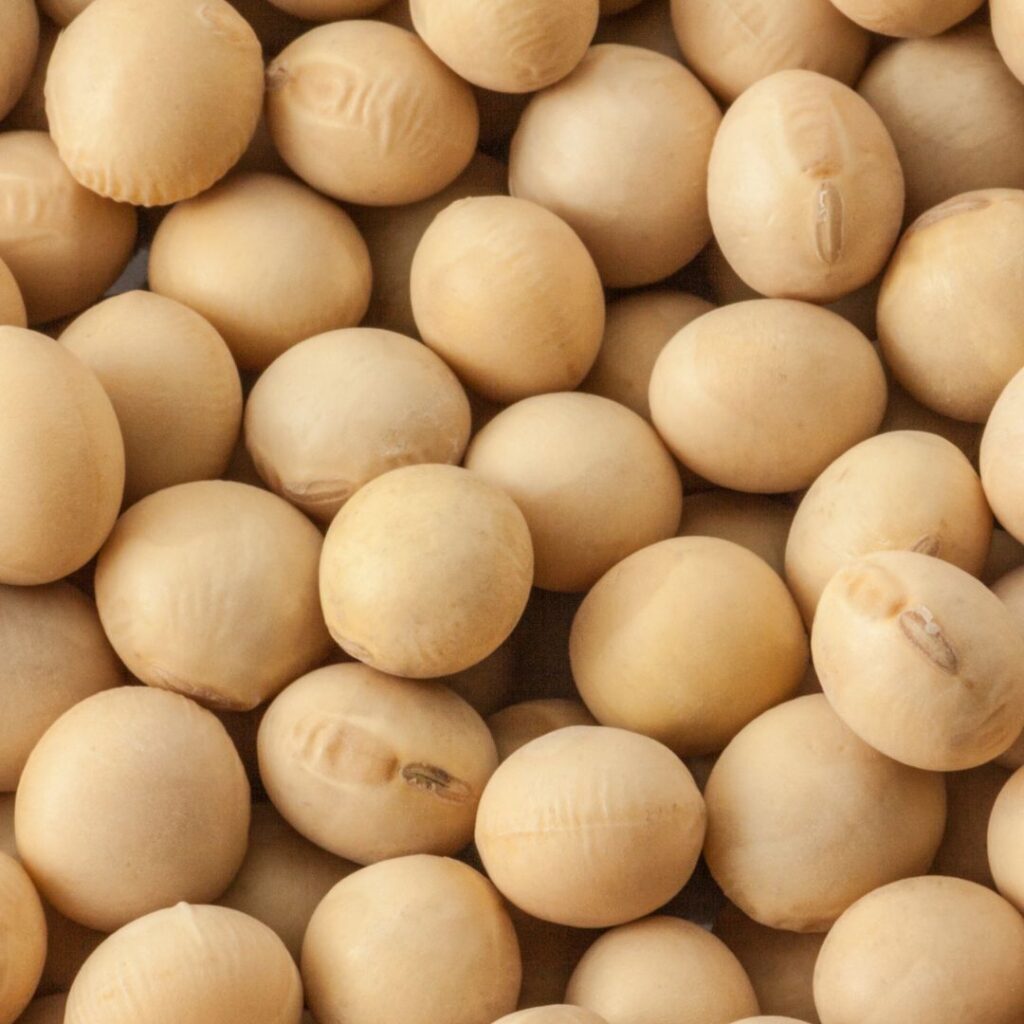 Close-up photo of whole soybeans.
