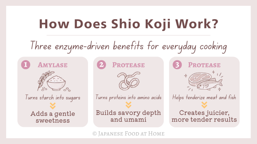 Infographic showing how shio koji enzymes add sweetness and umami and help tenderize meat and fish